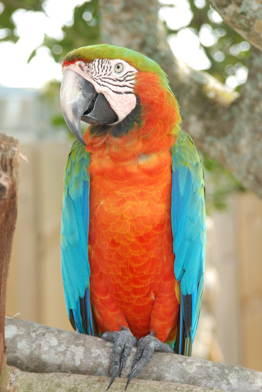 Macaws - Bird lovers only!